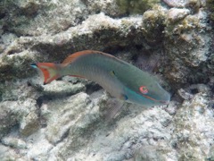 Redband Parrotfish (10